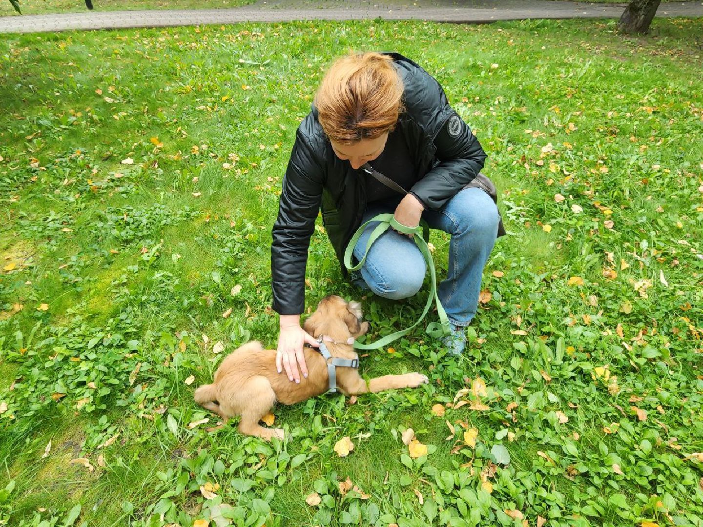 животные, пристройство, волонтер, видное, помощь,