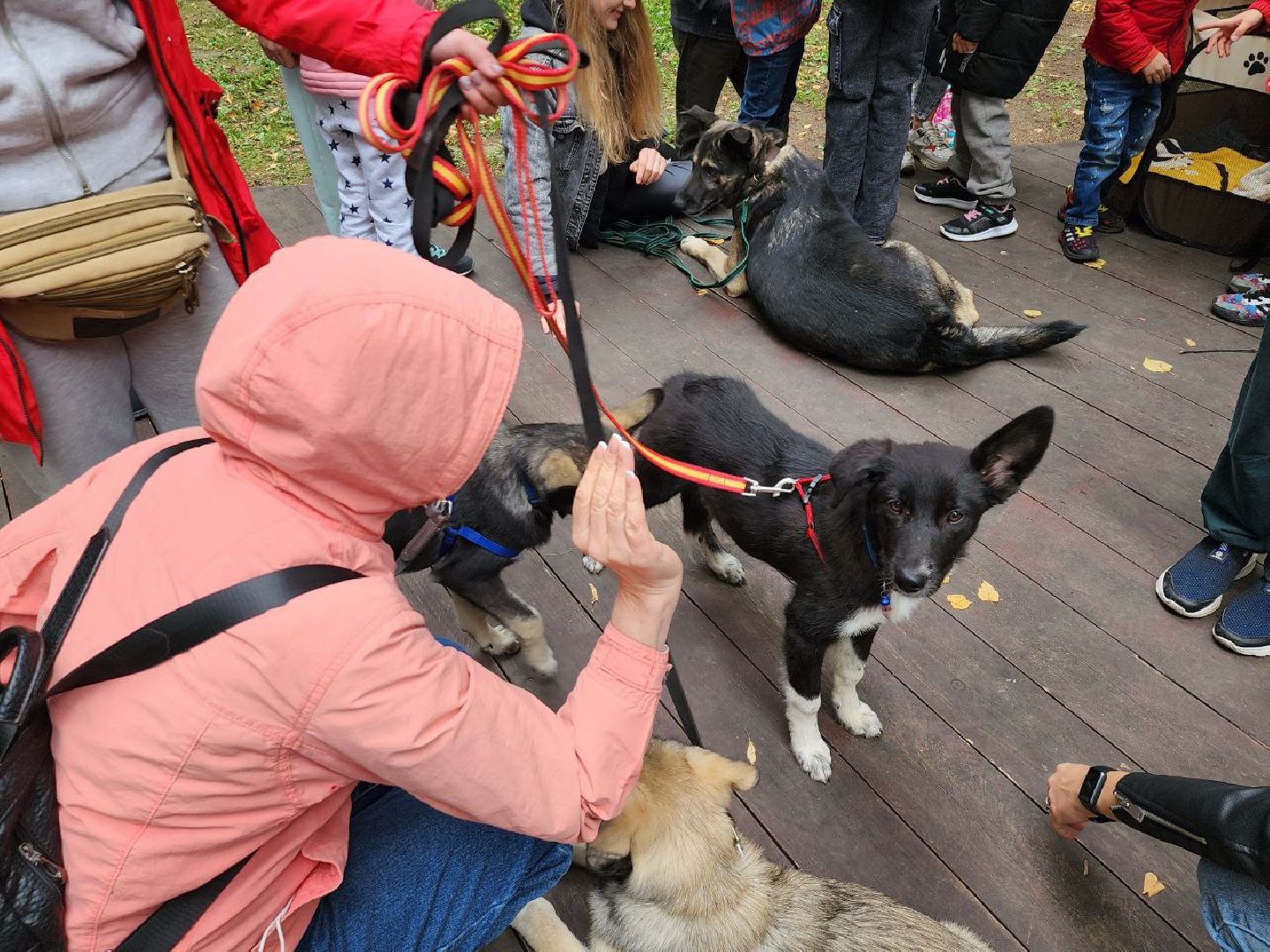 животные, пристройство, волонтер, видное, помощь,