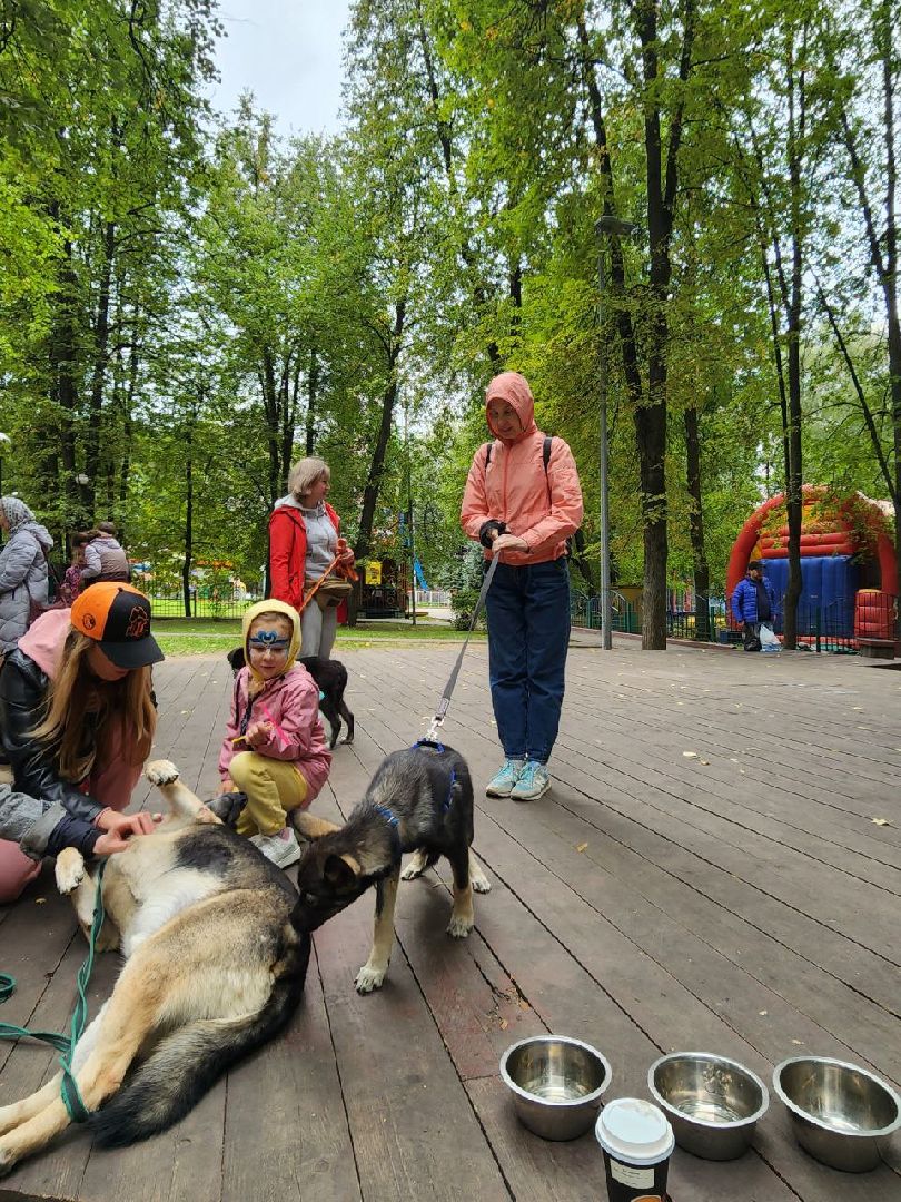 животные, пристройство, волонтер, видное, помощь,