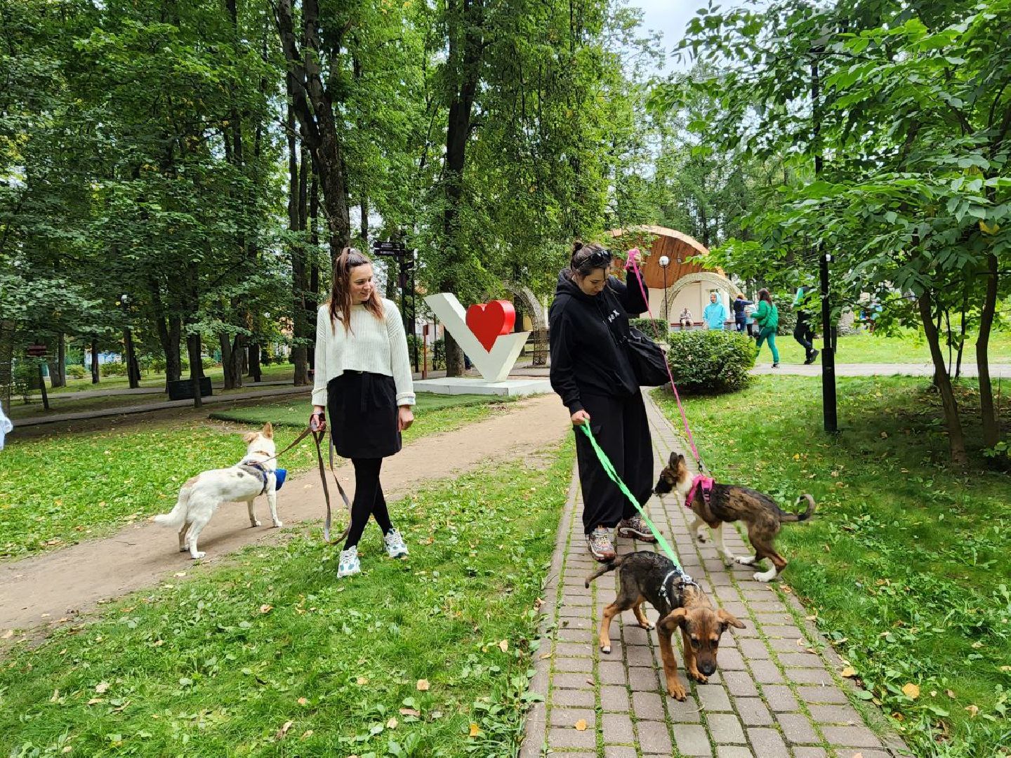 животные, пристройство, волонтер, видное, помощь,