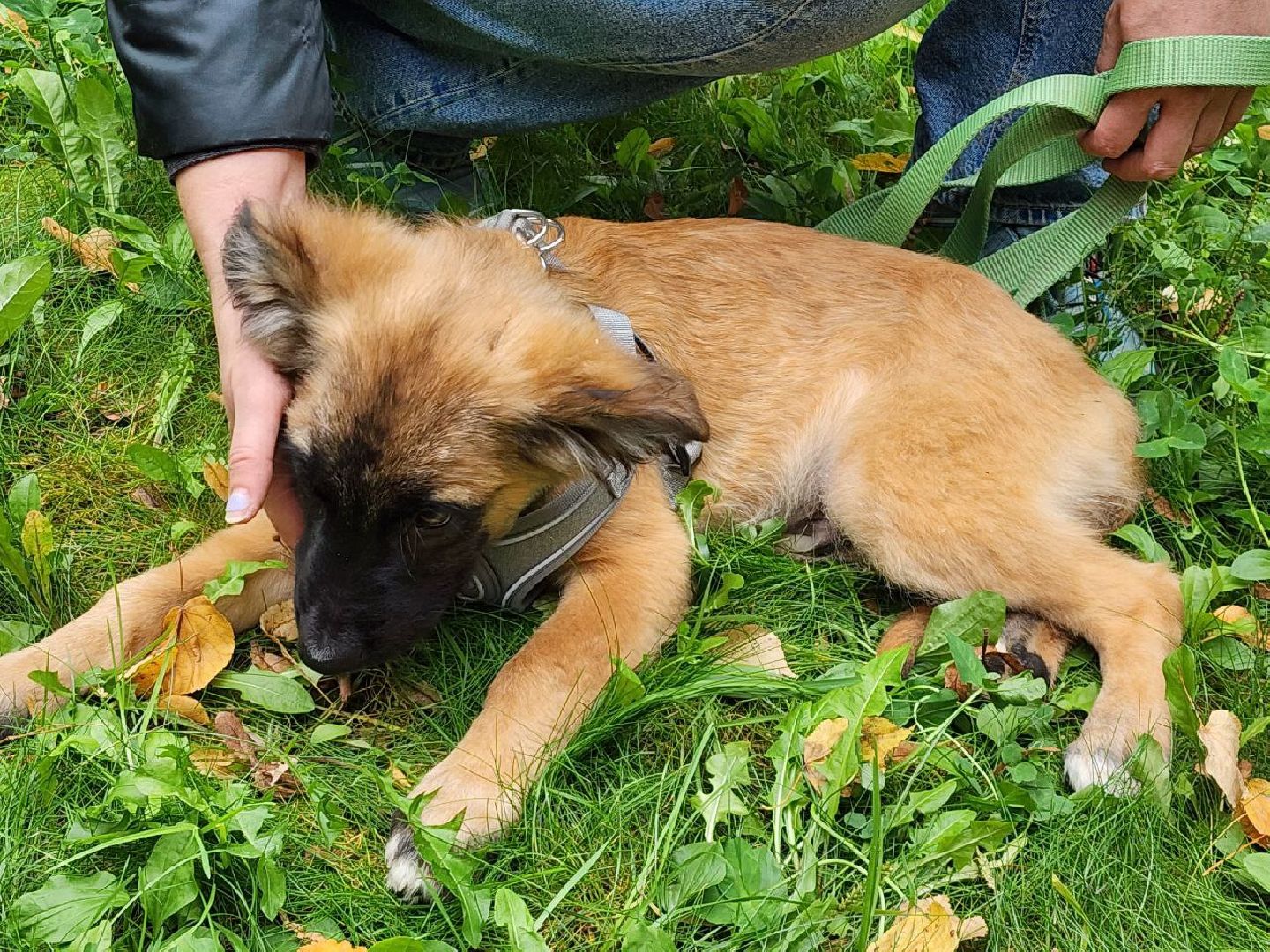 животные, пристройство, волонтер, видное, помощь,