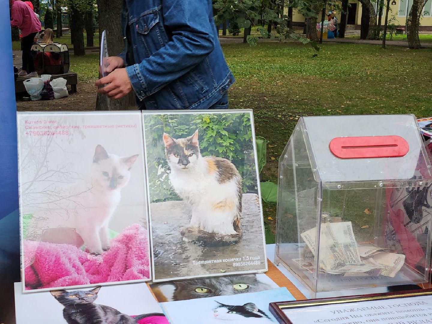 животные, пристройство, волонтер, видное, помощь,