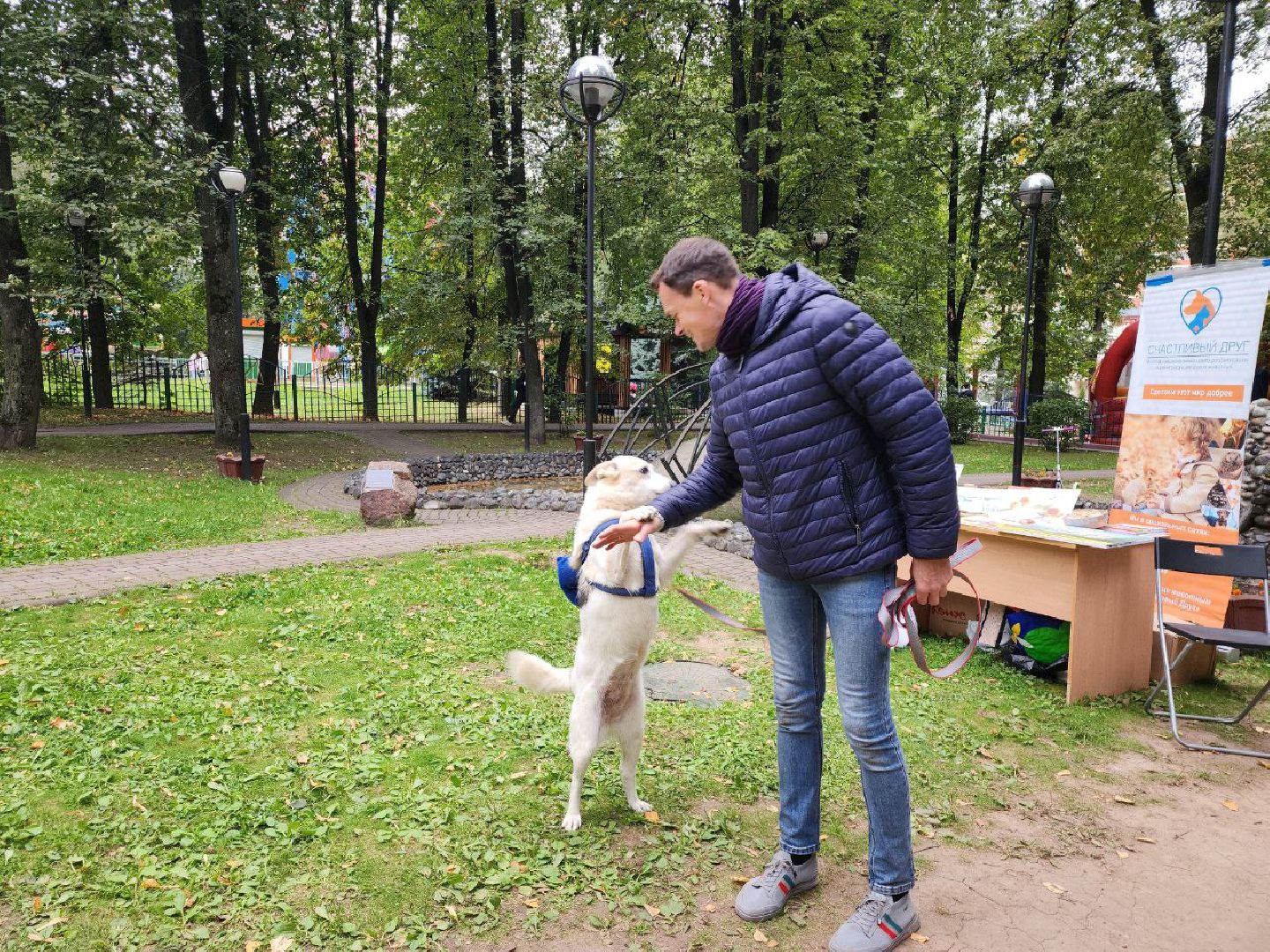 животные, пристройство, волонтер, видное, помощь,