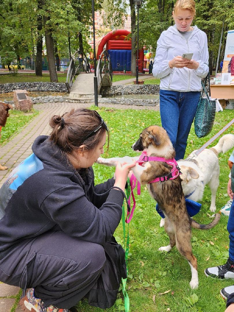 животные, пристройство, волонтер, видное, помощь,