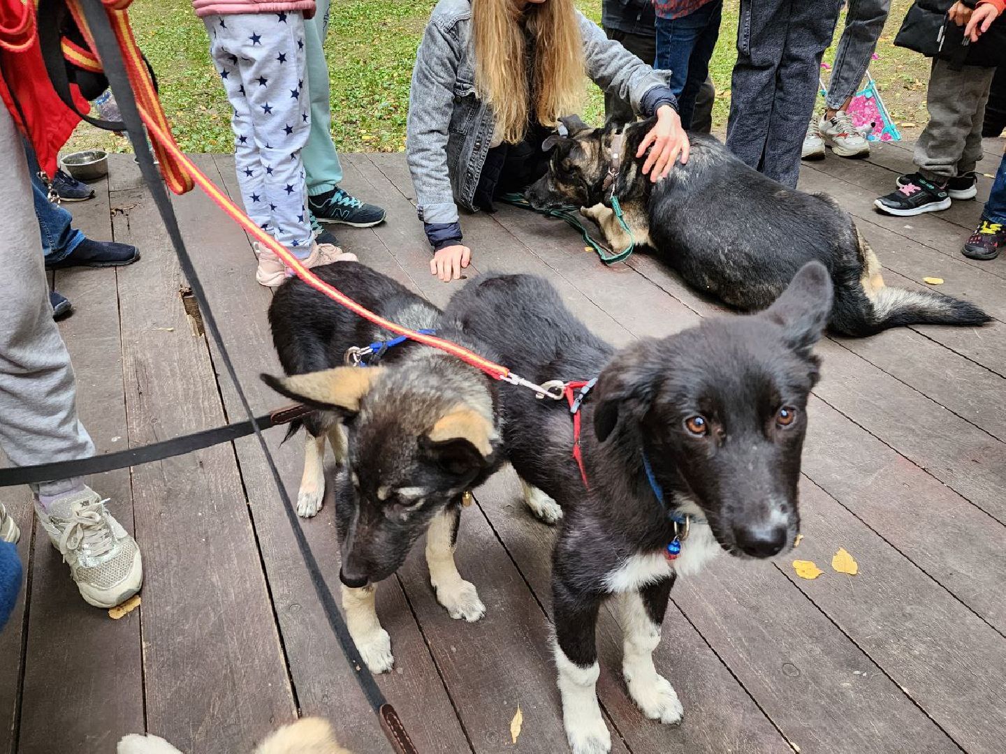 животные, пристройство, волонтер, видное, помощь,