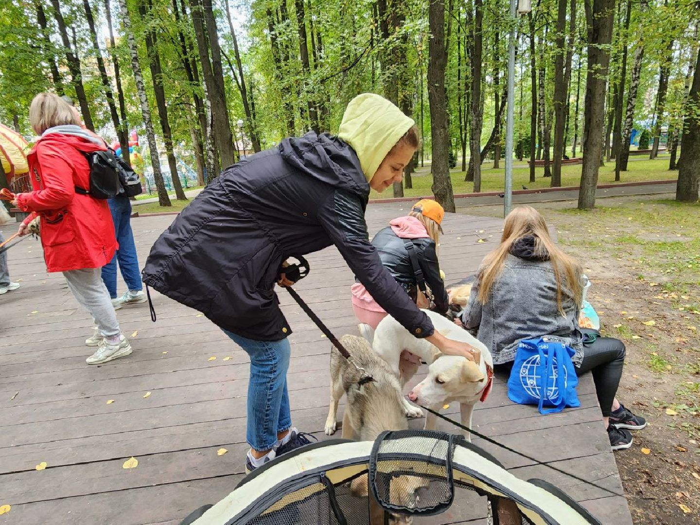 животные, пристройство, волонтер, видное, помощь,