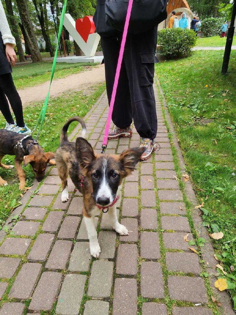 животные, пристройство, волонтер, видное, помощь,