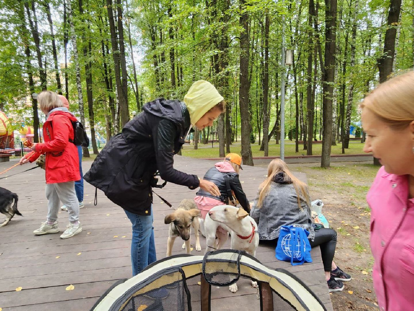 животные, пристройство, волонтер, видное, помощь,