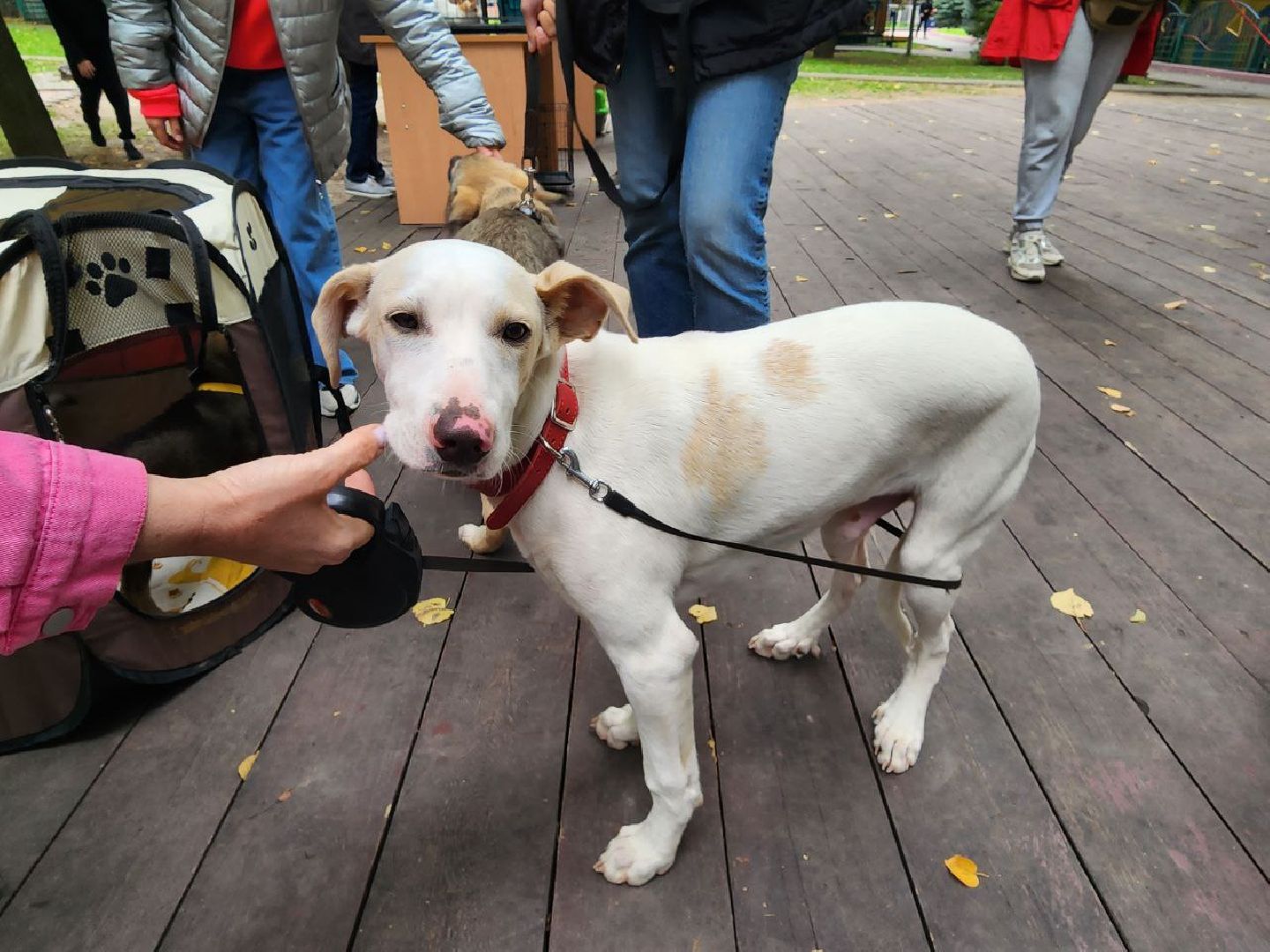 животные, пристройство, волонтер, видное, помощь,