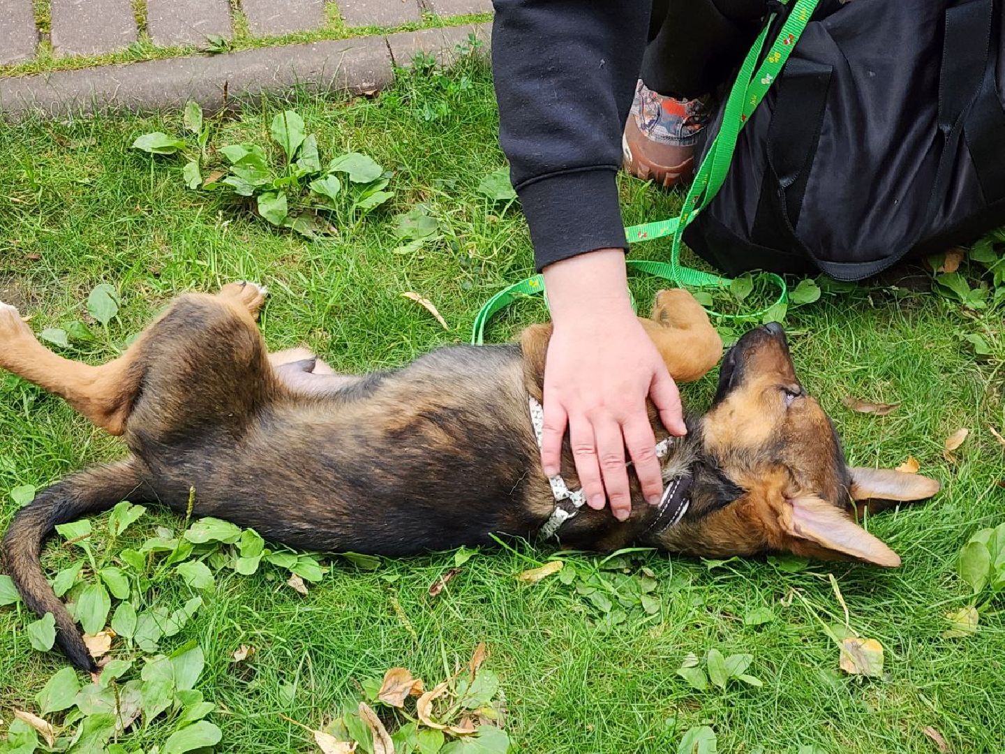 животные, пристройство, волонтер, видное, помощь,
