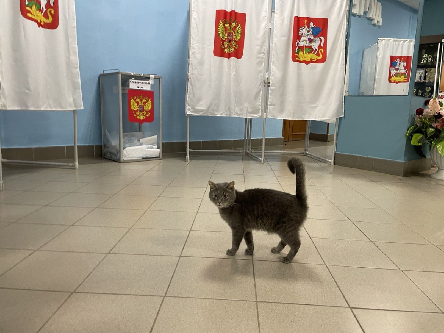 Волоколамск, выборы губернатора московской области, кошка Машка