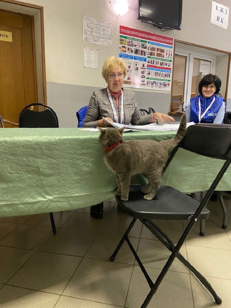 Волоколамск, выборы губернатора московской области, кошка Машка