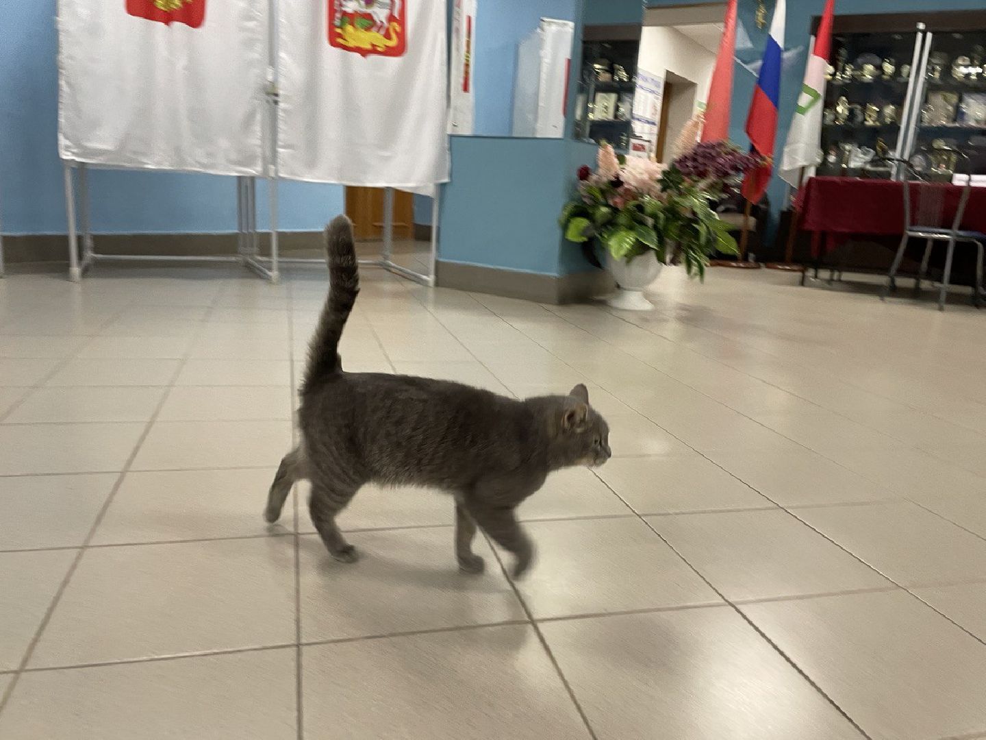 Волоколамск, выборы губернатора московской области, кошка Машка