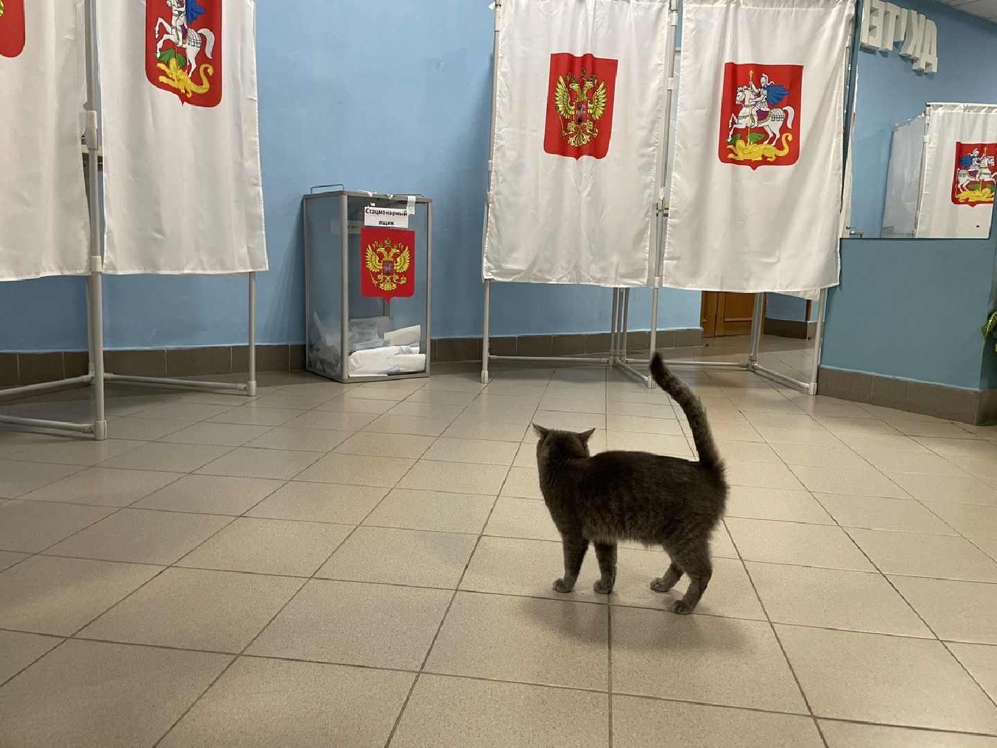 Волоколамск, выборы губернатора московской области, кошка Машка