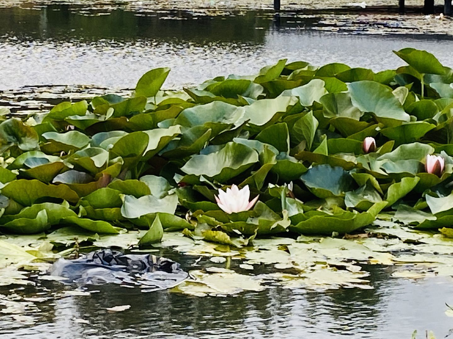 Балашиха, микрорайон Кучино, пруд Керосинка, благоустройство