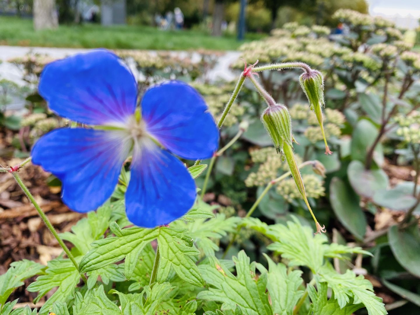 Балашиха, Бульвар Цветов, благоустройство, мцд4,
