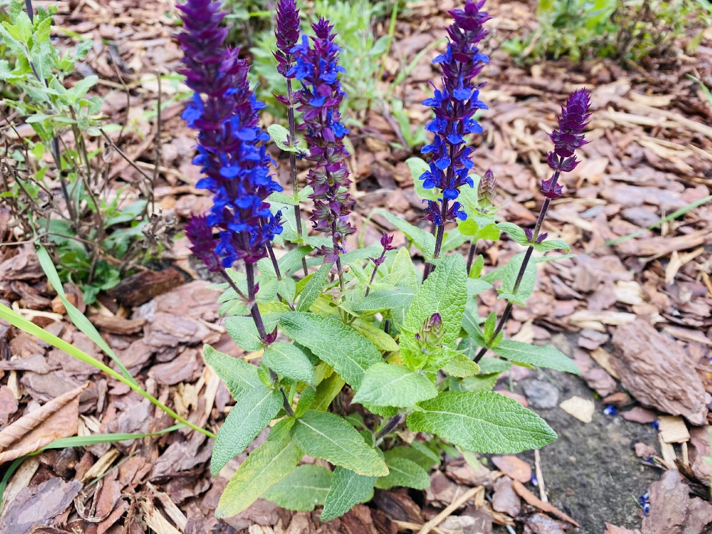 Балашиха, Бульвар Цветов, благоустройство, мцд4,