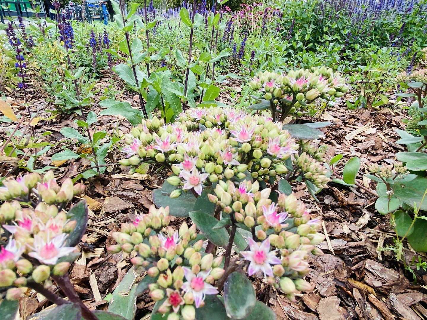 Балашиха, Бульвар Цветов, благоустройство, мцд4,