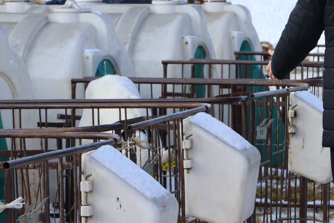 Телята, сельское хозяйство, Серебряные Пруды