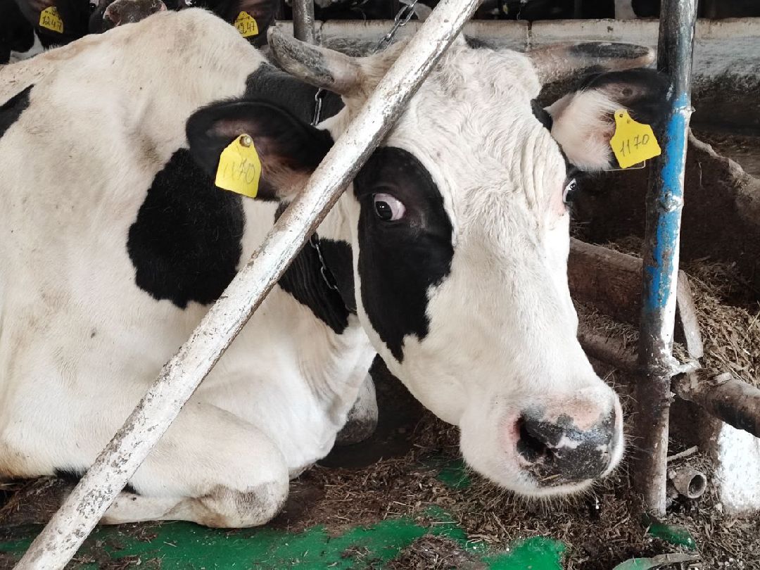 Телята, сельское хозяйство, Серебряные Пруды