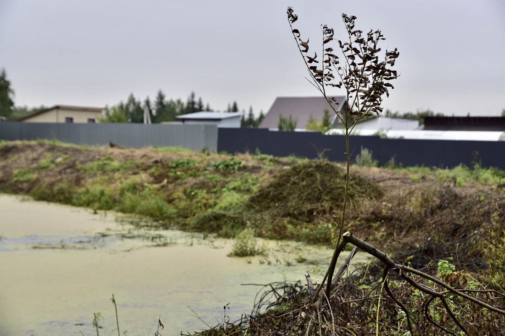 Солнечногорск, очистка, пруд, работа, экология,