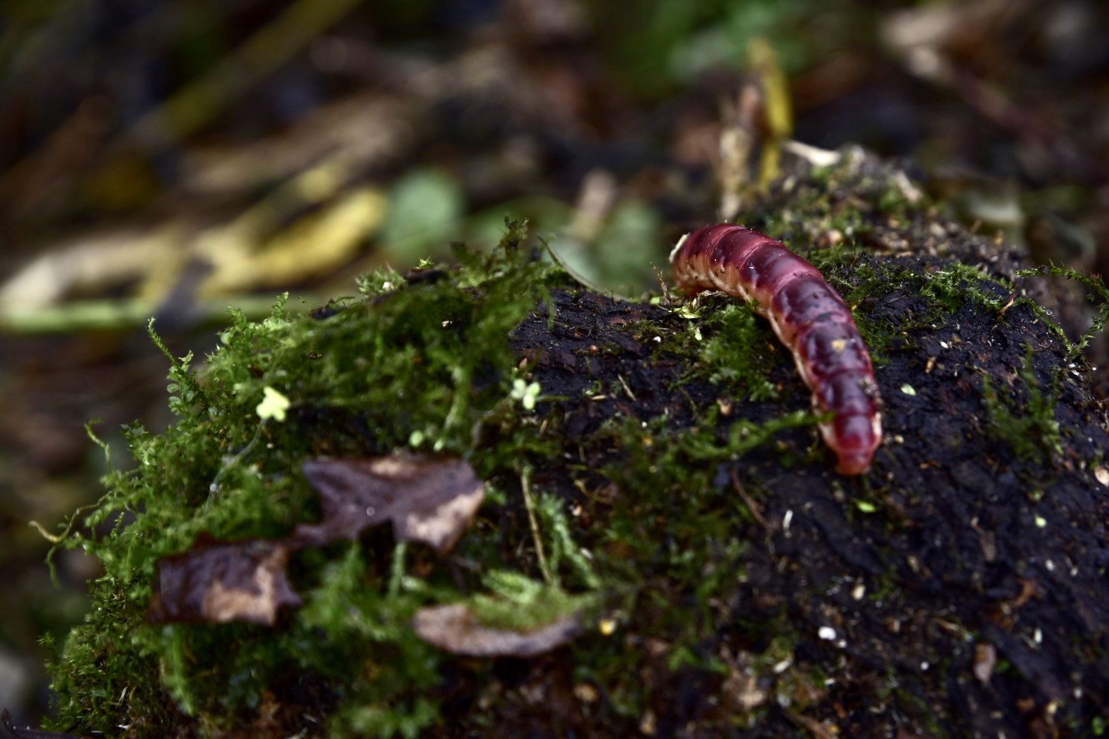 Солнечногорск, очистка, пруд, работа, экология,