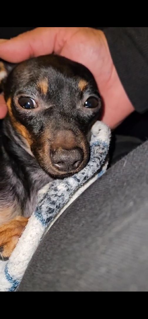 Подольск, зоозащитник, Игорь Айрапетян, той-терьер, собака,