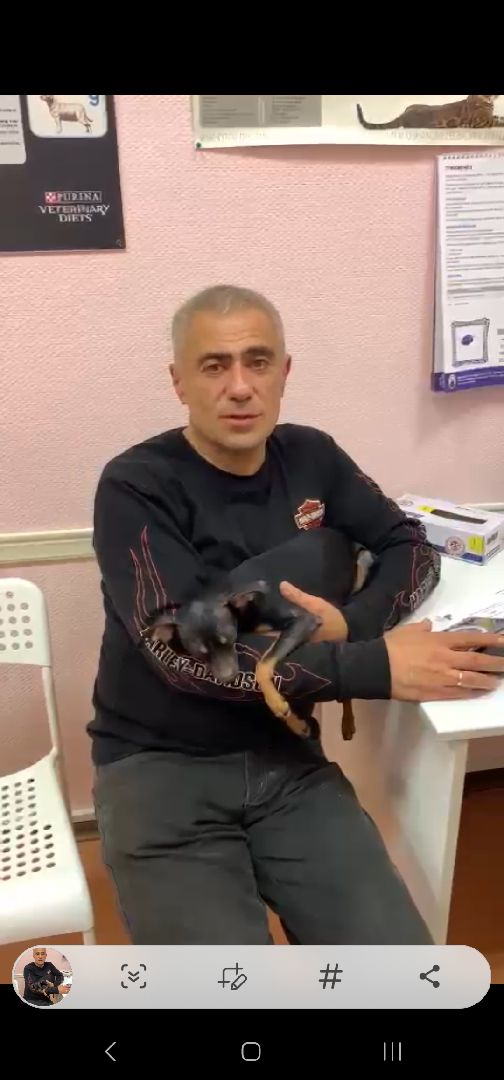 Подольск, зоозащитник, Игорь Айрапетян, той-терьер, собака,