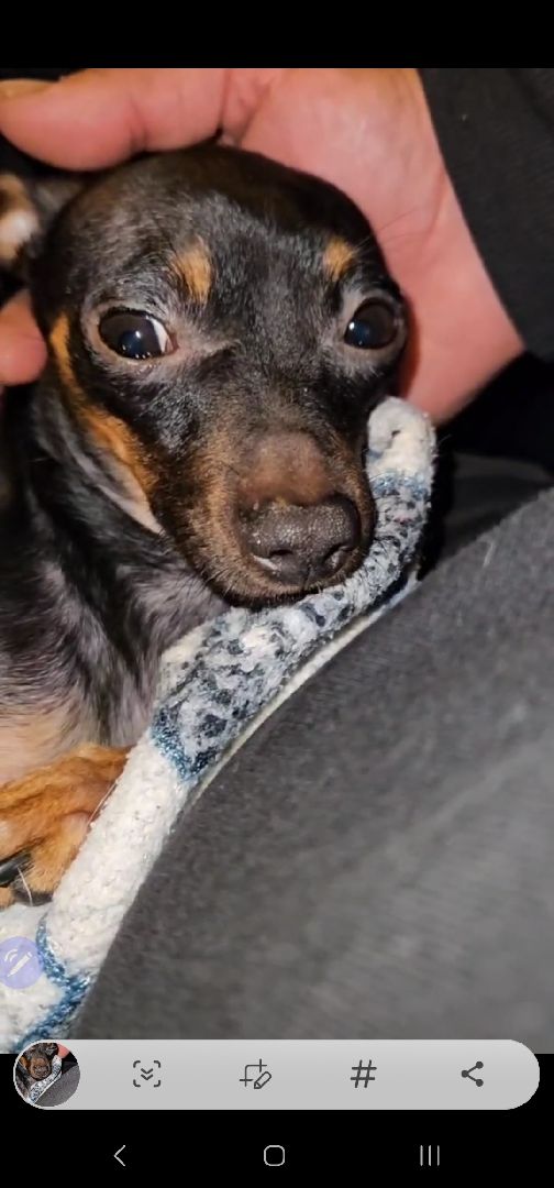 Подольск, зоозащитник, Игорь Айрапетян, той-терьер, собака,