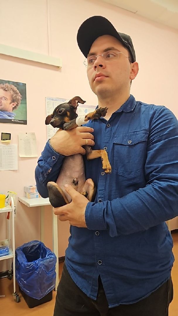 Подольск, зоозащитник, Игорь Айрапетян, той-терьер, собака,