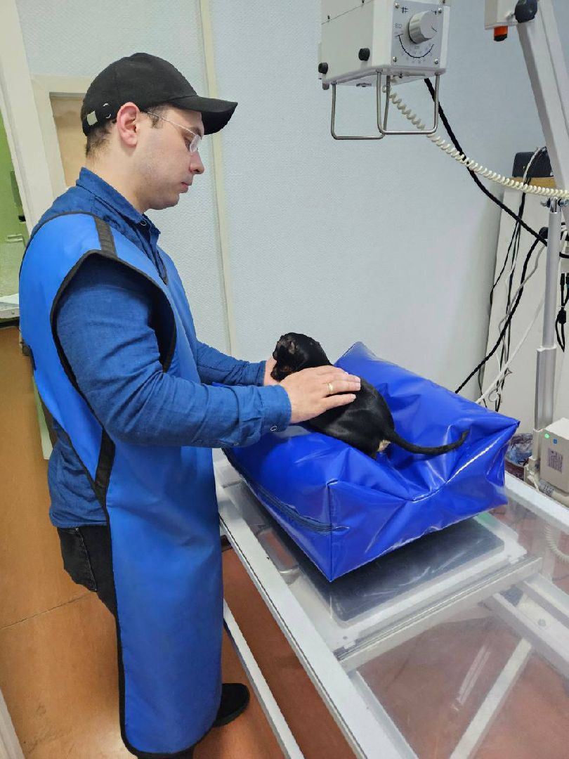 Подольск, зоозащитник, Игорь Айрапетян, той-терьер, собака,