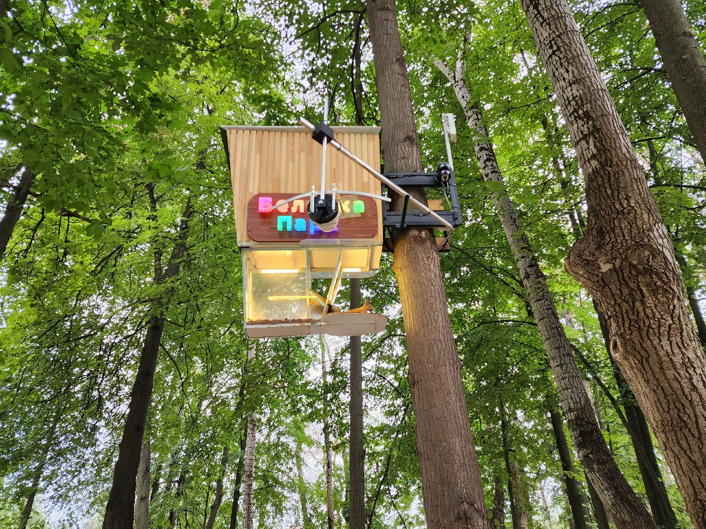 Раменское, благоустройство, Раменский городской парк, интерактивная кормушка для белок