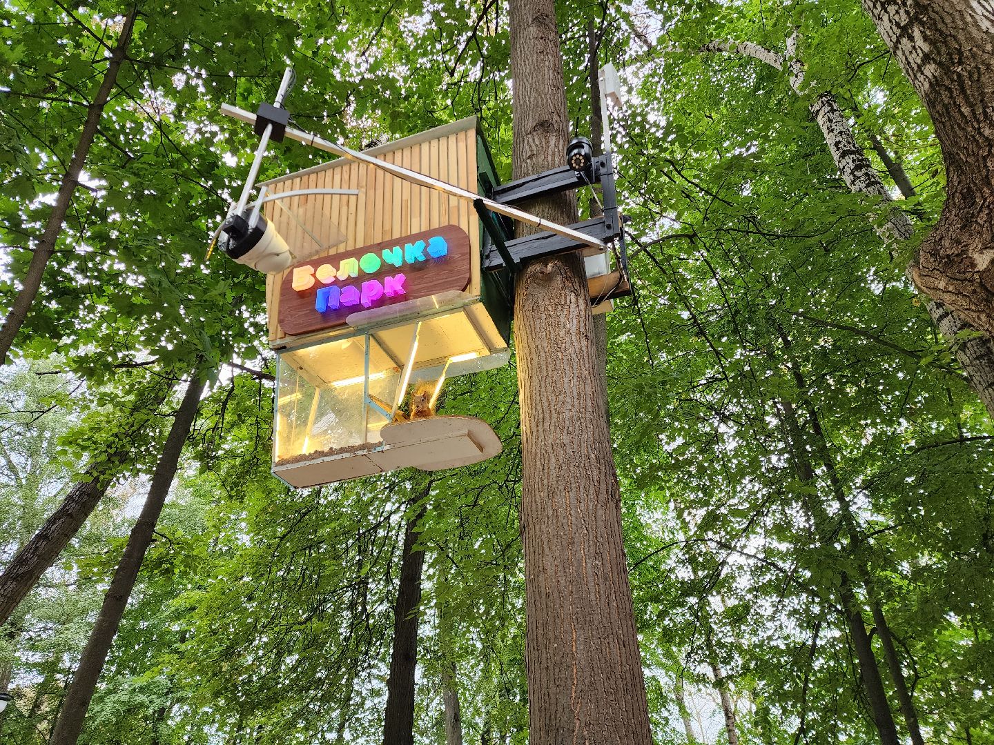 Раменское, благоустройство, Раменский городской парк, интерактивная кормушка для белок