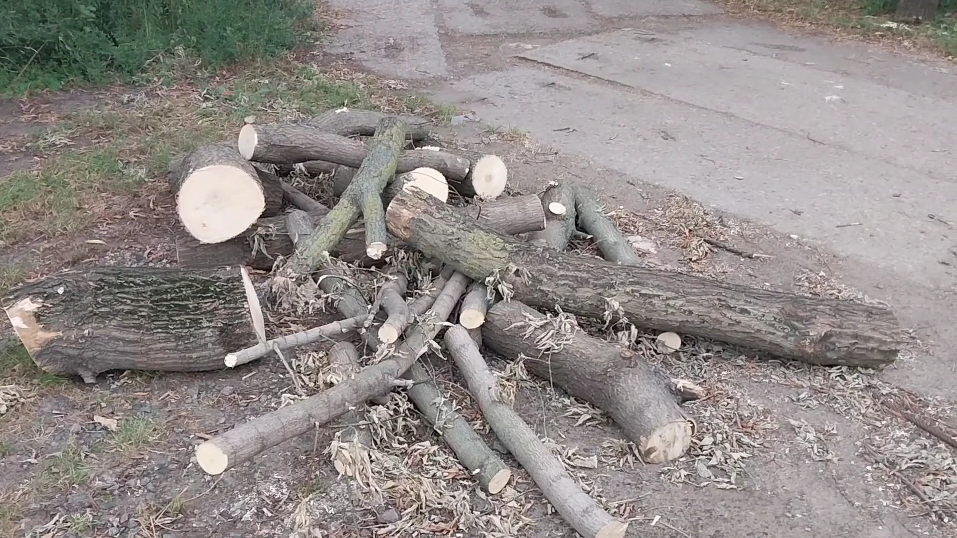 Коломна, благоустройство, упавшие деревья