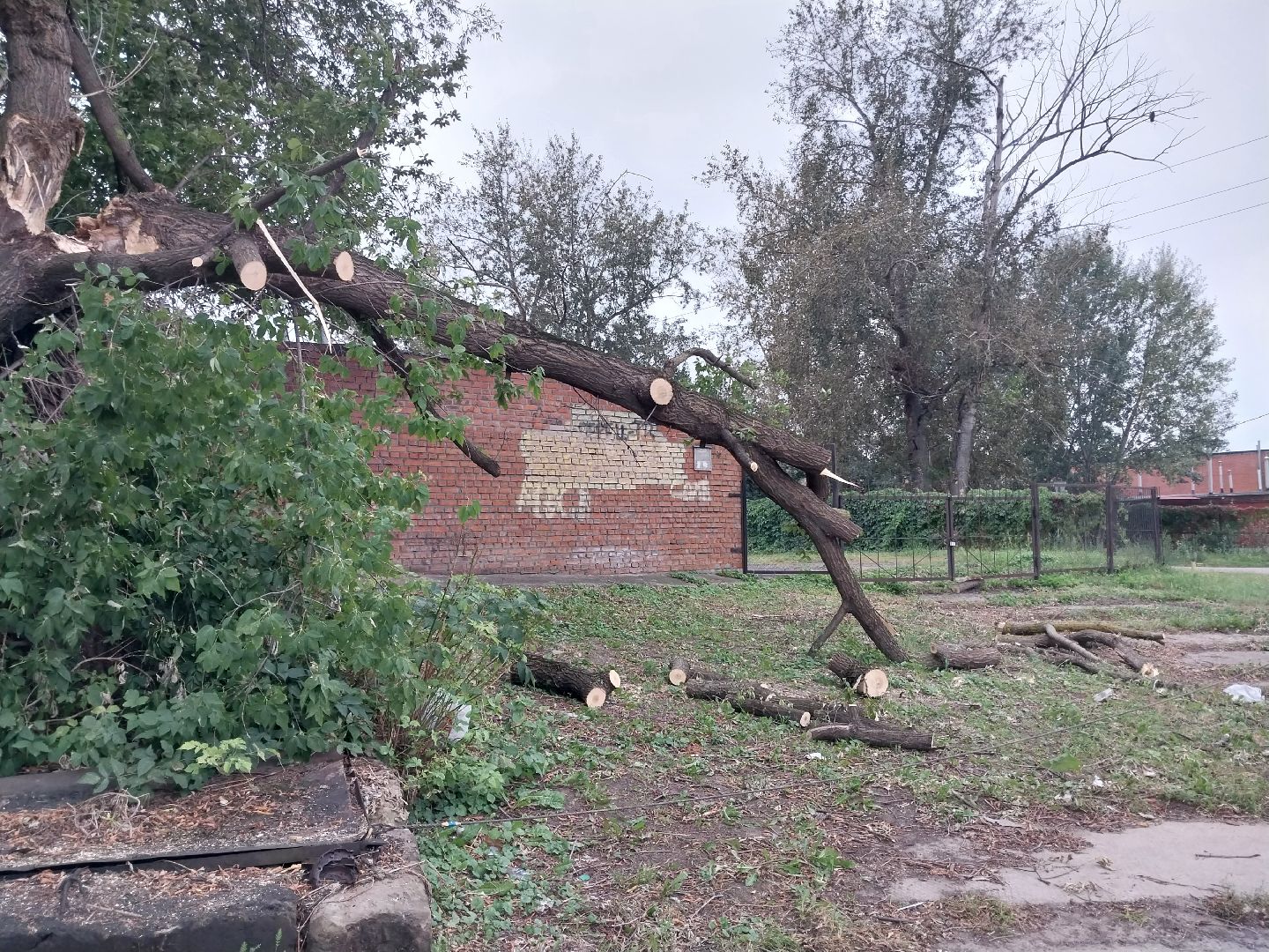 Коломна, благоустройство, упавшие деревья