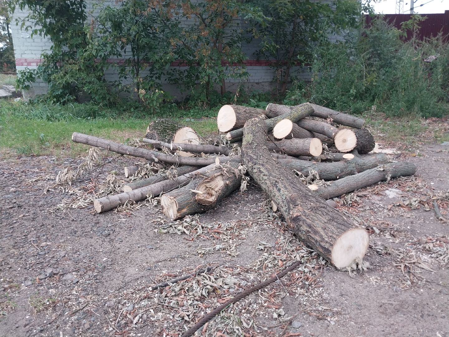 Коломна, благоустройство, упавшие деревья