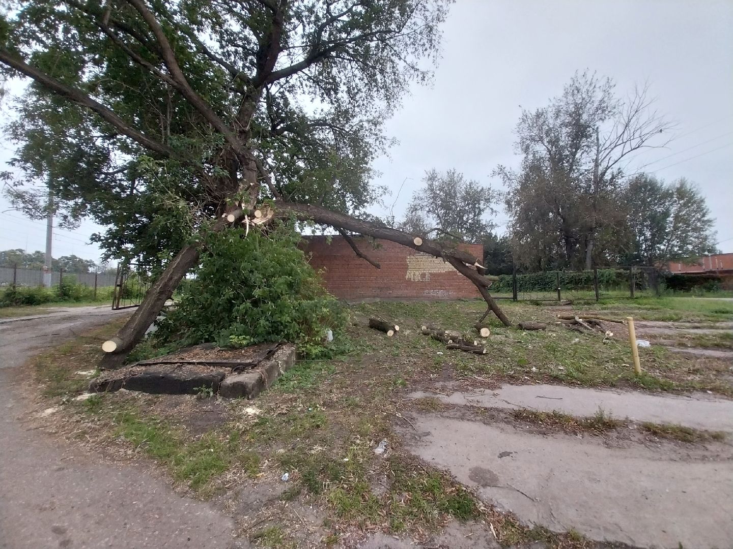 Коломна, благоустройство, упавшие деревья