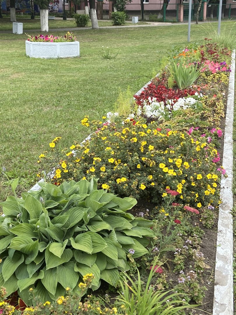 клумбы, цветники,