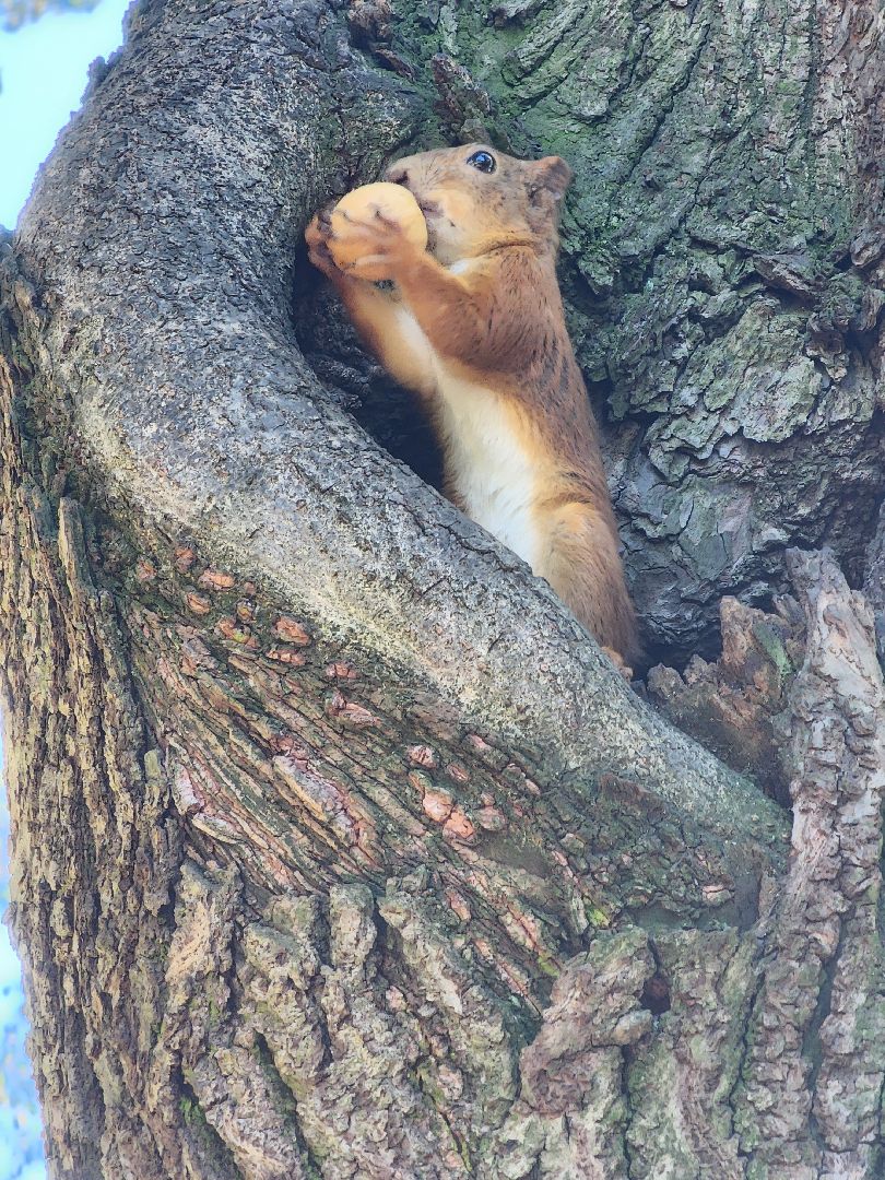 Белки, парки, лесные звери, Старая Купавна, Богородский городской округ