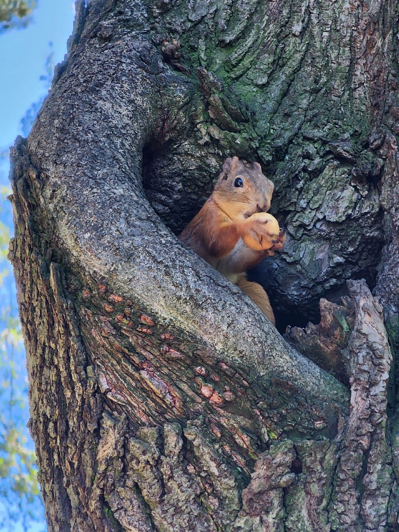 Белки, парки, лесные звери, Старая Купавна, Богородский городской округ