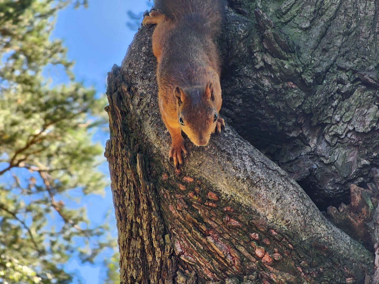 Белки, парки, лесные звери, Старая Купавна, Богородский городской округ