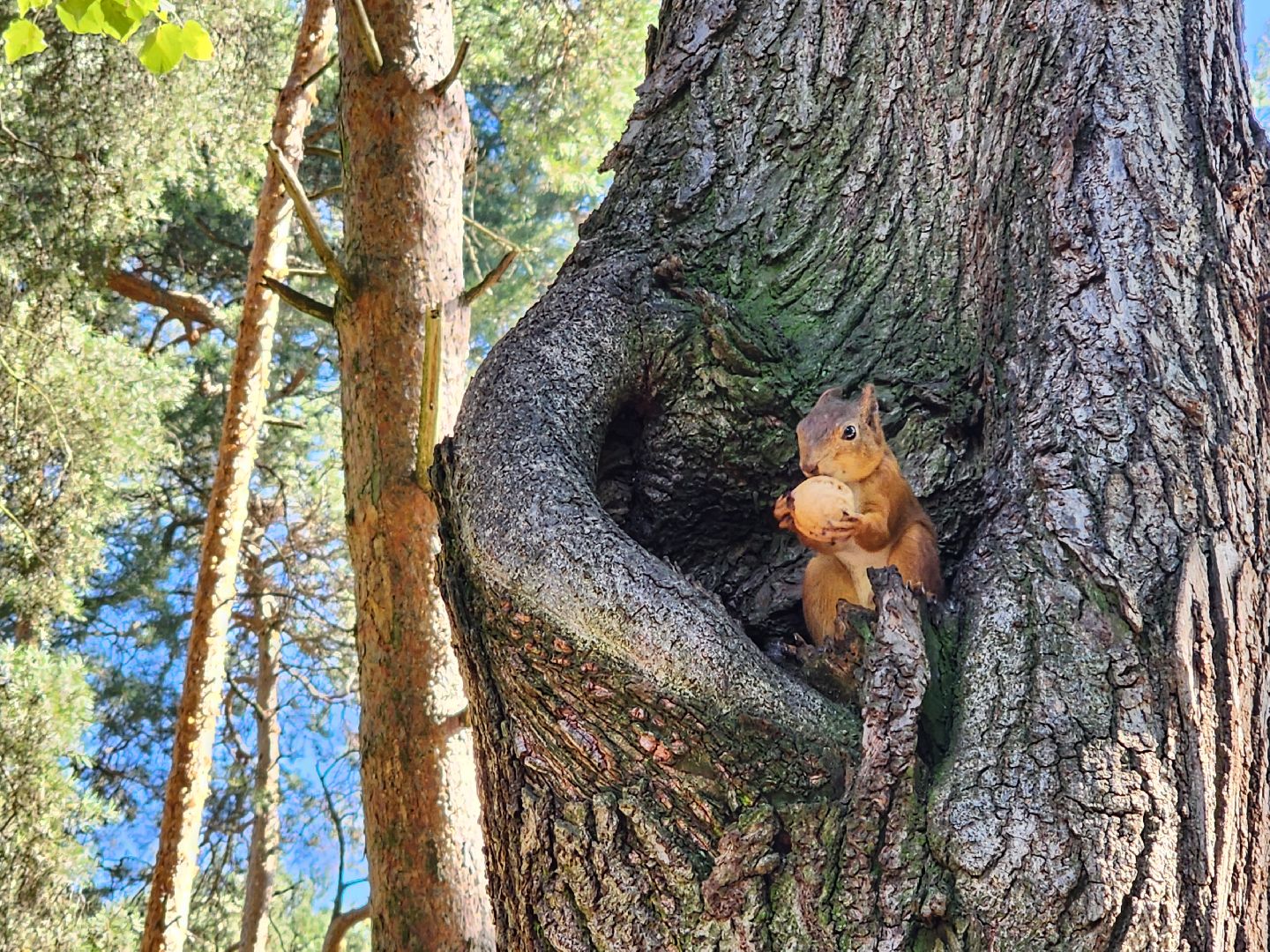 Белки, парки, лесные звери, Старая Купавна, Богородский городской округ