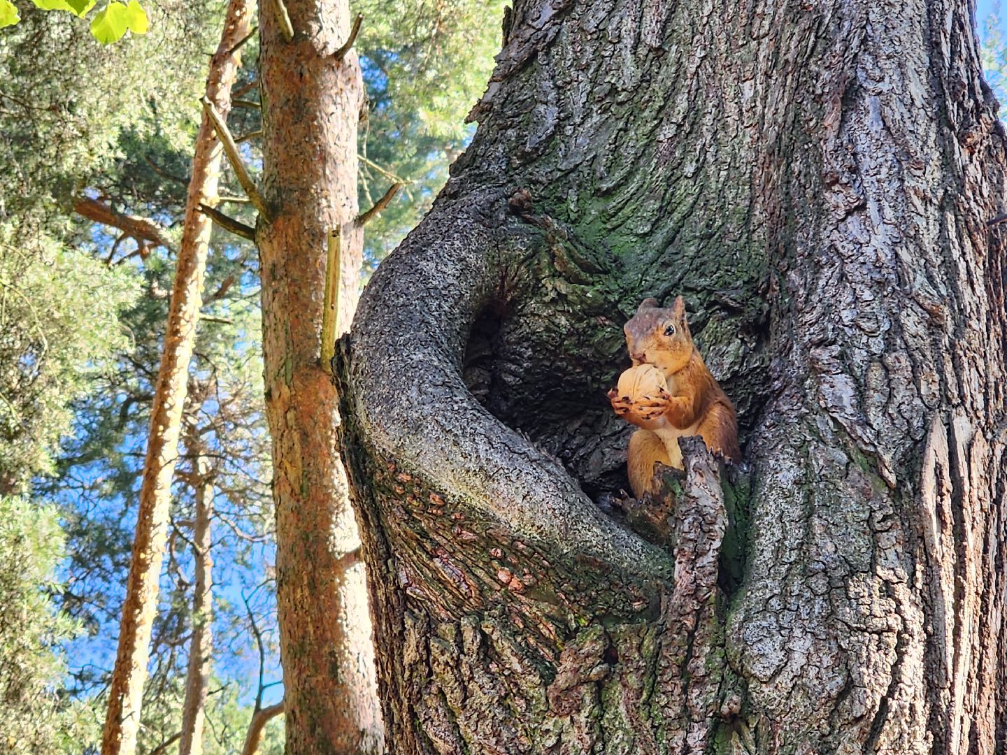 Белки, парки, лесные звери, Старая Купавна, Богородский городской округ
