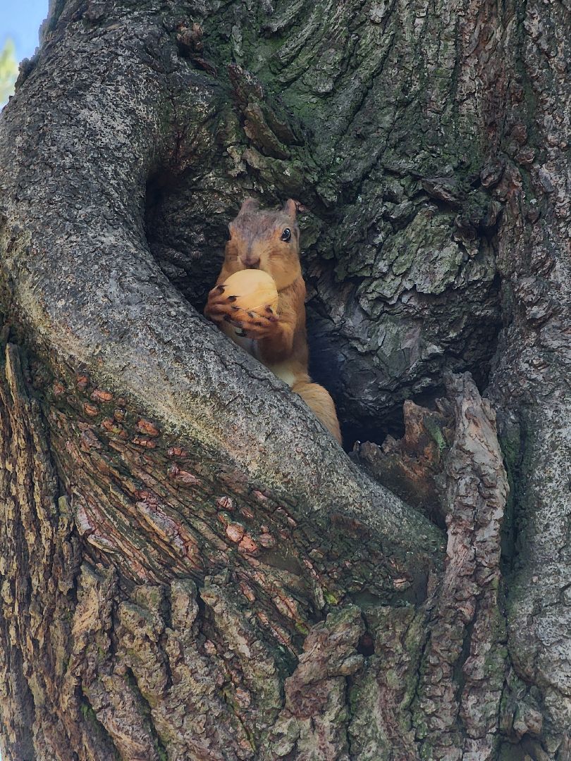 Белки, парки, лесные звери, Старая Купавна, Богородский городской округ