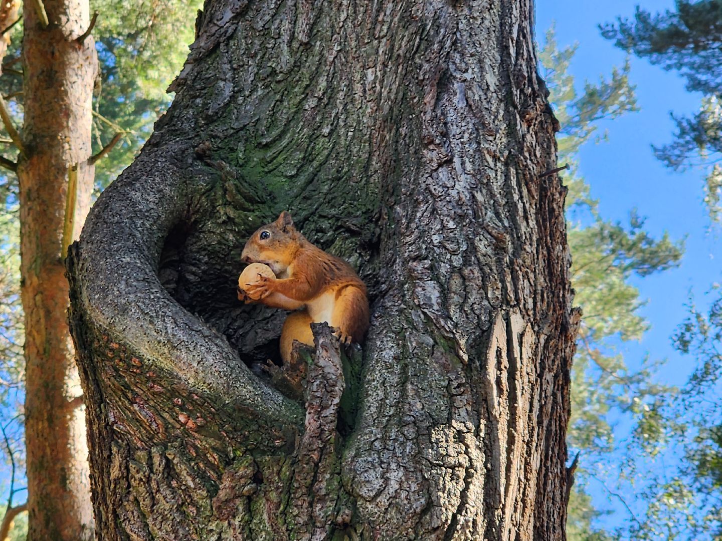 Белки, парки, лесные звери, Старая Купавна, Богородский городской округ
