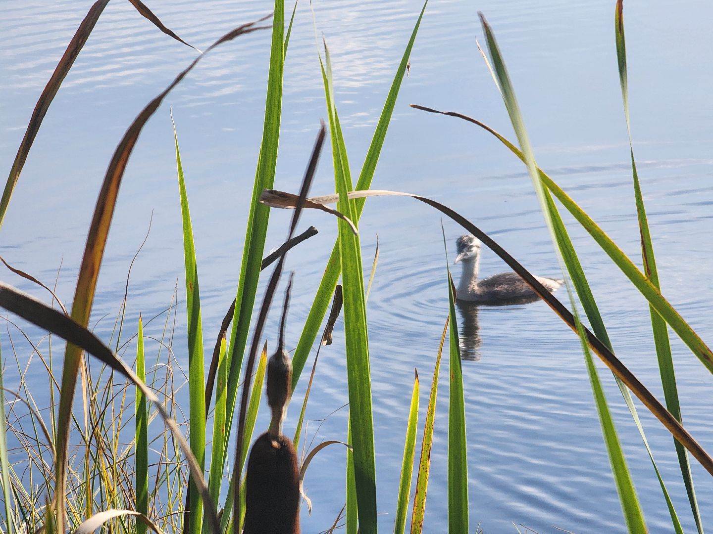 Нефедьево, Красногорск, Нахабино, Чомга, птицы, экология