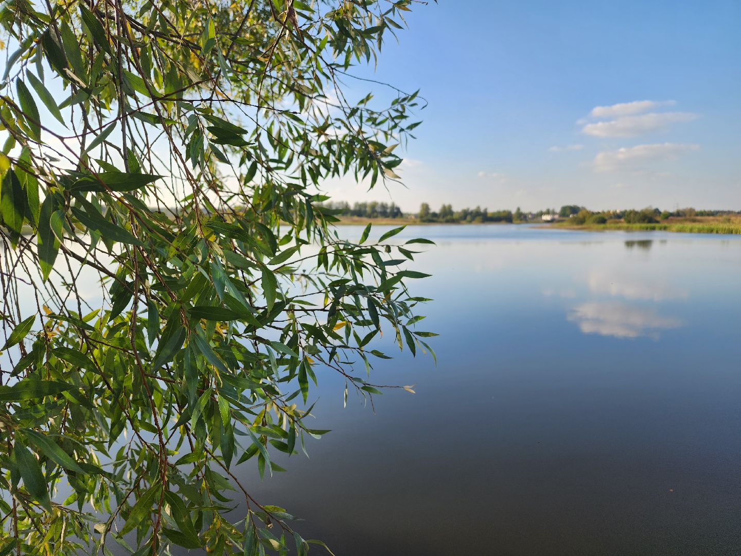 Нефедьево, Красногорск, Нахабино, Чомга, птицы, экология