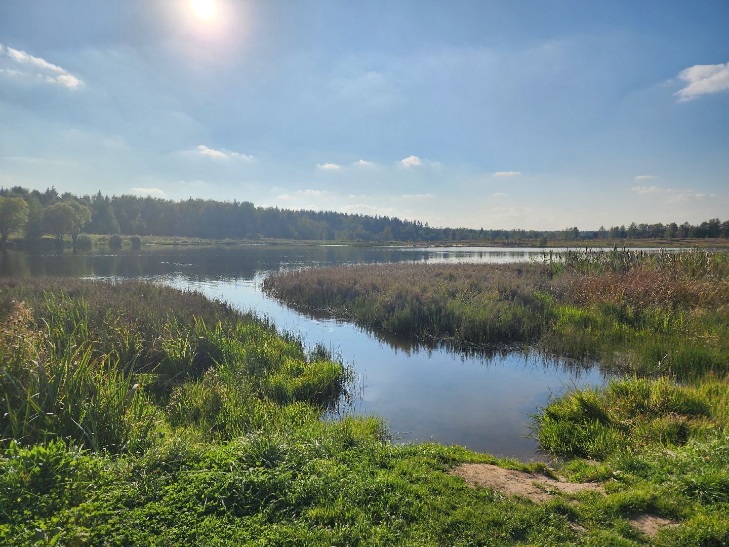 Нефедьево, Красногорск, Нахабино, Чомга, птицы, экология