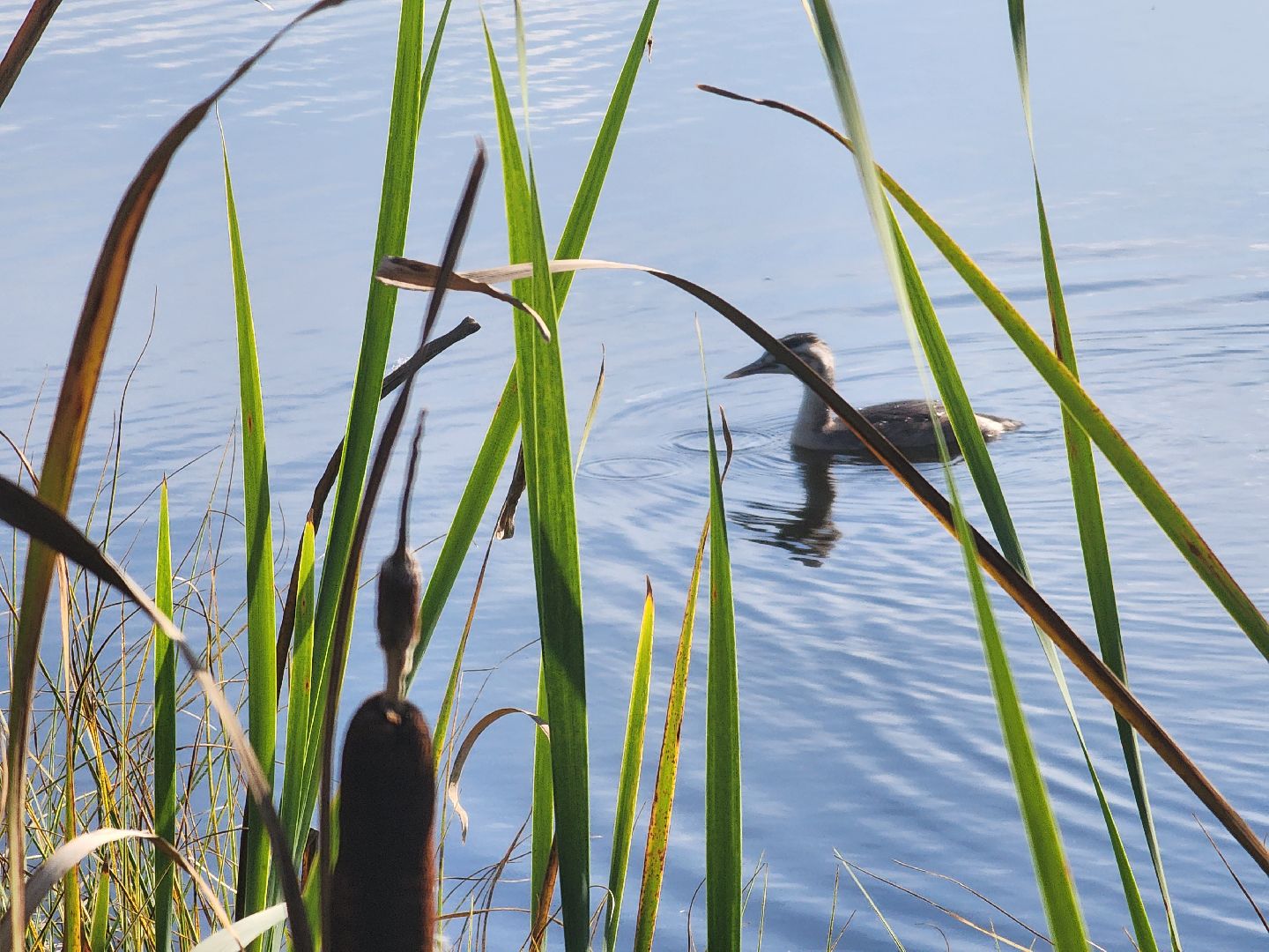 Нефедьево, Красногорск, Нахабино, Чомга, птицы, экология