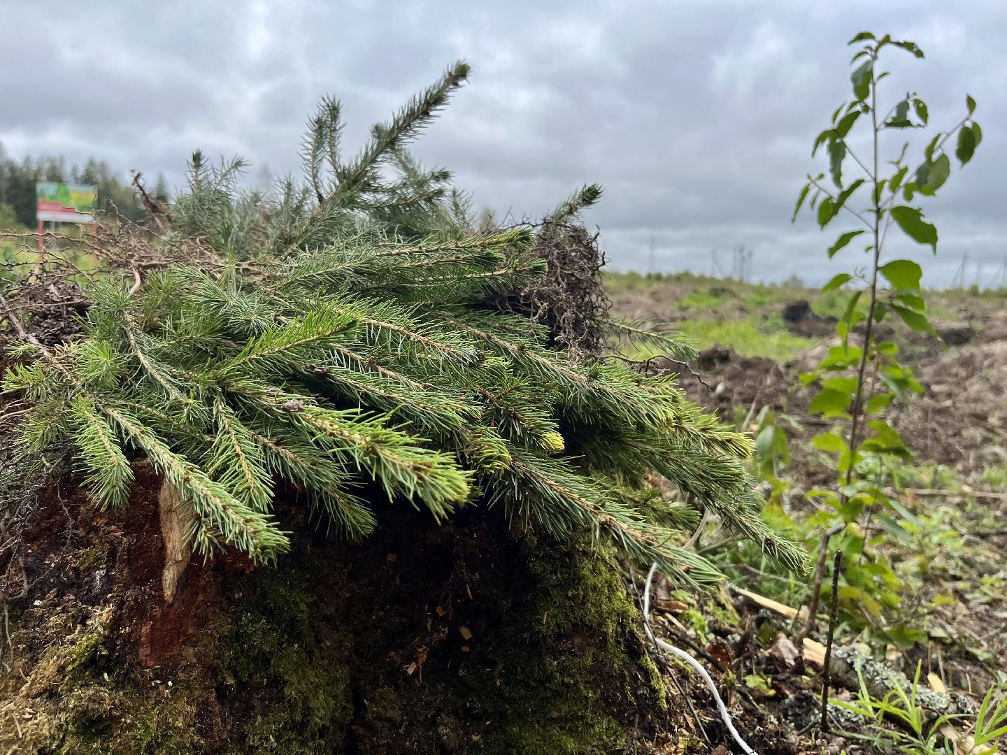 наш лес, наро-фоминск, экология, посади дерево, ёлка,верея,